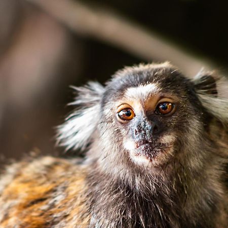 ホテル カーサ ジェラニオ リオデジャネイロ エクステリア 写真